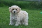 Maltipoo pups direct beschikbaar, Dieren en Toebehoren, 8 tot 15 weken, Buitenland, CDV (hondenziekte), Meerdere