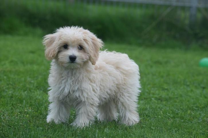 Maltipoo pups direct beschikbaar, Dieren en Toebehoren, Honden | Niet-rashonden, Klein, Meerdere dieren, Fokker | Professioneel