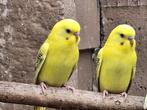 Grasparkieten, Dieren en Toebehoren, Vogels | Parkieten en Papegaaien