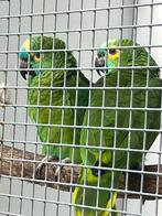 Blauwvoorhoofd amazones, Dieren en Toebehoren, Vogels | Parkieten en Papegaaien