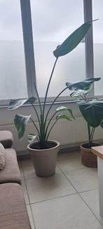 Strelitzia Nicolai, Ophalen