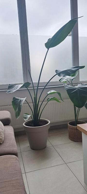 Strelitzia Nicolai  beschikbaar voor biedingen