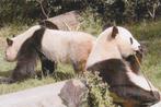 REUZENPANDA'S, Verzamelen, Postkaarten | Dieren, Verzenden, Ongelopen, Wild dier