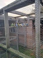 Grasparkietjes,  vele kleuren uit buitenvoliere,  winterhard, Dieren en Toebehoren, Vogels | Hokken en Kooien, Ophalen