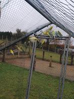 Grasparkieten, Enlèvement