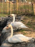 paar witte zwanen, Dieren en Toebehoren, Pluimvee