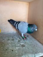 Jonge duiven uit de vliegers te koop!, Dieren en Toebehoren, Vogels | Duiven