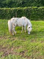 Shetlandpony, Dieren en Toebehoren, Pony's, 11 jaar of ouder, Gechipt, Ruin, A pony (tot 1.17m)
