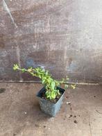 Cotoneaster dammeri P9, Enlèvement, Plante fixe, Couvre-sol