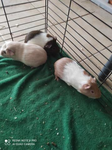 Jonge cavia's!, Dieren en Toebehoren, Knaagdieren, Cavia