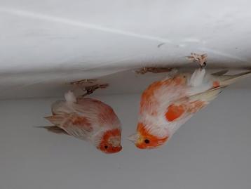 Gezocht voor de export, Dieren en Toebehoren, Kleurkanarie