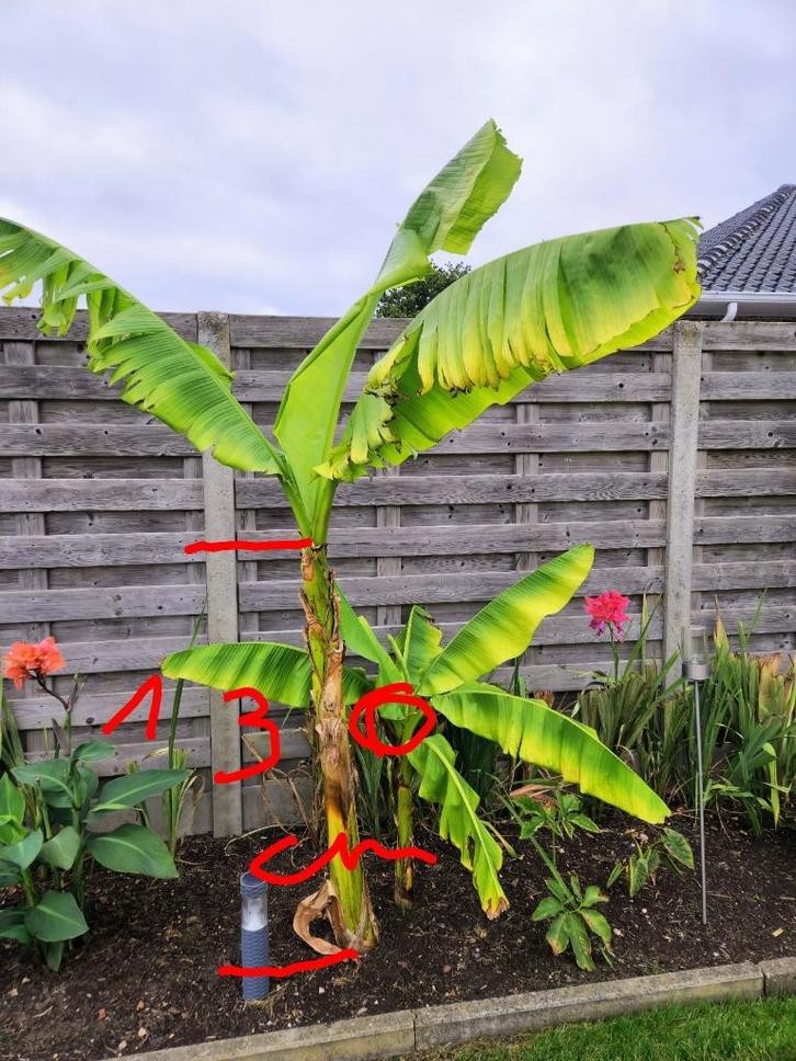 Musa basjoo (Japanse vezelbanaan) 30€ De 2 samen, Tuin en Terras, Planten | Tuinplanten, Vaste plant, Volle zon, Lente, Ophalen