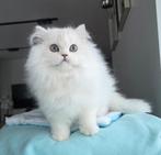 Britse langhaar, Animaux & Accessoires, Chats & Chatons | Chats de race | Poil long, Chat, Avec pedigree, 0 à 2 ans