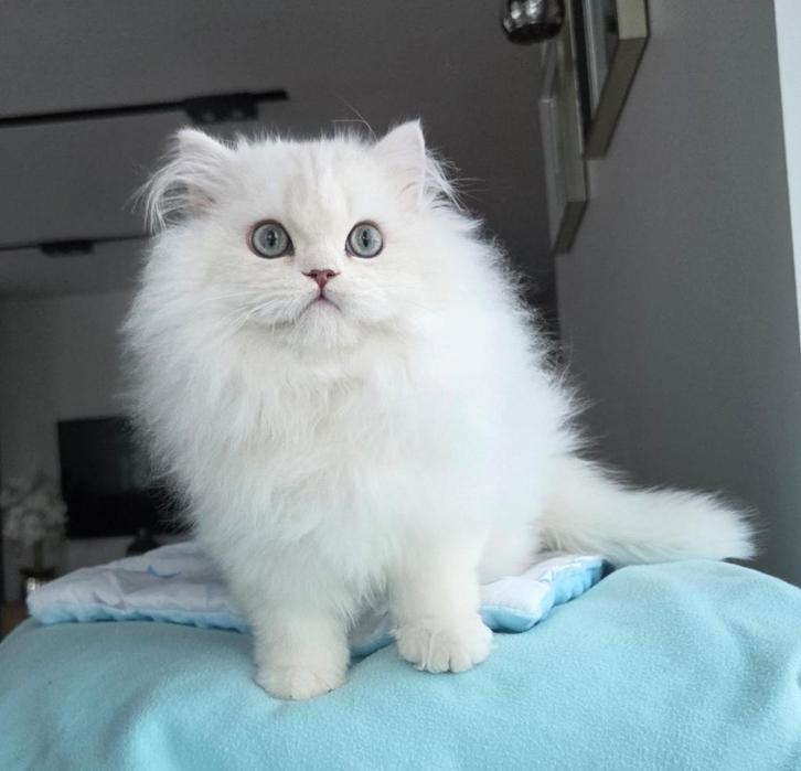 Britse langhaar, Dieren en Toebehoren, Katten en Kittens | Raskatten | Langhaar, Kater, 0 tot 2 jaar, Met stamboom, Gechipt, Ontwormd