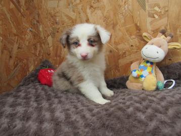 Border collie puppy's merle 8 weken beschikbaar voor biedingen