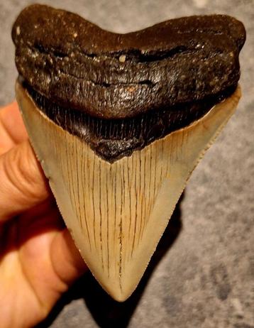 prachtige	MEGALODON TAND USA	104	gr	9.7x7.1x1.8	cm beschikbaar voor biedingen