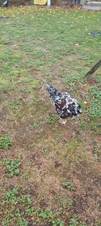 Sussex hen, Dieren en Toebehoren, Pluimvee