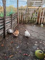 Couplé Soie, Dieren en Toebehoren, Pluimvee