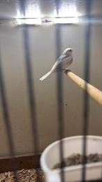 Goudvink bonte man 25, Dieren en Toebehoren, Vogels | Kanaries