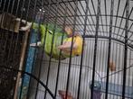 halftamme dubbele geelkop amazone, Dieren en Toebehoren, Vogels | Parkieten en Papegaaien, Mannelijk, Pratend