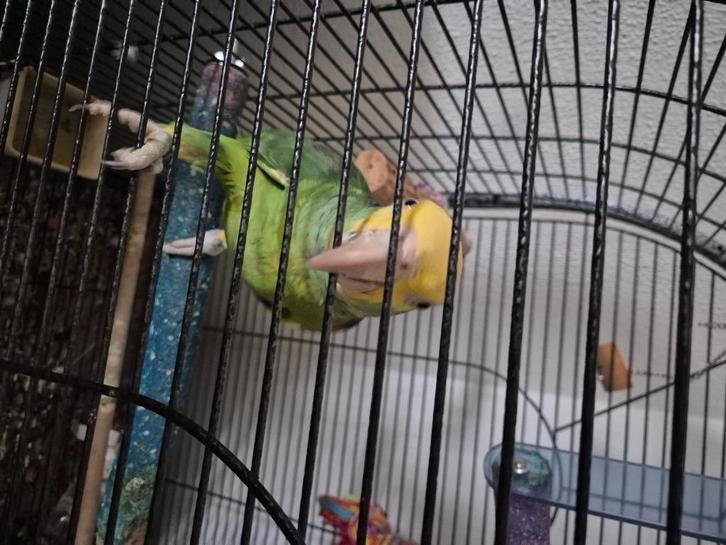 halftamme dubbele geelkop amazone, Dieren en Toebehoren, Vogels | Parkieten en Papegaaien, Mannelijk, Pratend, Tam, Geringd