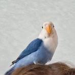 agapornis violet, Dieren en Toebehoren, Tam