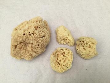 Set van natuurspons beschikbaar voor biedingen