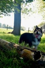 Prachtige kruising Herder pup, Dieren en Toebehoren, België, CDV (hondenziekte), 8 tot 15 weken, Groot