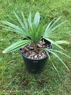 Trachycarpus princeps x nanus, Tuin en Terras, Overige soorten, Volle zon, Vaste plant, Ophalen of Verzenden