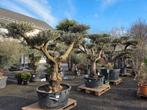 Olijfboom Olea Europaea ponpon, Tuin en Terras, Ophalen, Olijfboom