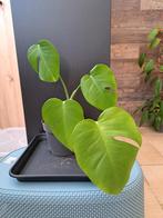monstera deliciosa albo variegata nr 39, Ophalen