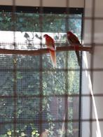 Rosella  man opaline rood pop rubino, Dieren en Toebehoren, Vogels | Parkieten en Papegaaien