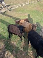 3 Ouessant lammetjes, Dieren en Toebehoren, Schapen, Geiten en Varkens, Meerdere dieren, Schaap, 0 tot 2 jaar