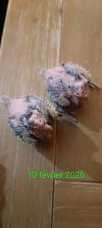 Bébés calopsittes, Animaux & Accessoires, Février