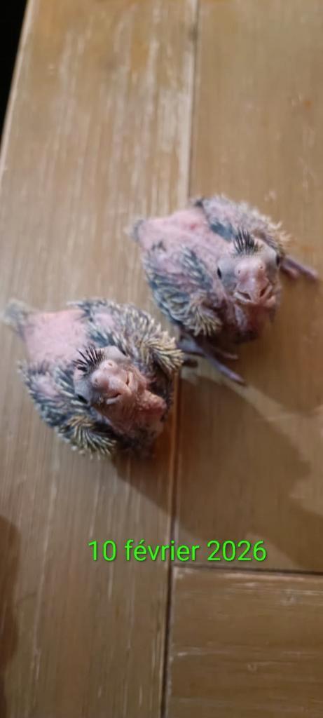 Bébés calopsittes, Animaux & Accessoires, Animaux Autre, Février