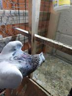 Pigeons, Animaux & Accessoires, Oiseaux | Pigeons