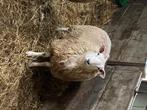 Schaap bok, Dieren en Toebehoren, Mannelijk, Schaap, 0 tot 2 jaar