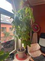 Pachira (geldboom) 166cm, Ophalen
