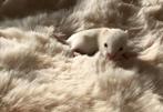 Chinese dwerghamster baby's, Dieren en Toebehoren, Knaagdieren, Hamster, December, Meerdere dieren, Tam