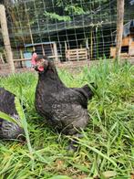 Koper marans haan van mooie fokker donkere eieren, Dieren en Toebehoren, Pluimvee