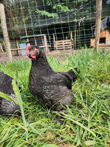 Koper marans haan van mooie fokker donkere eieren beschikbaar voor biedingen