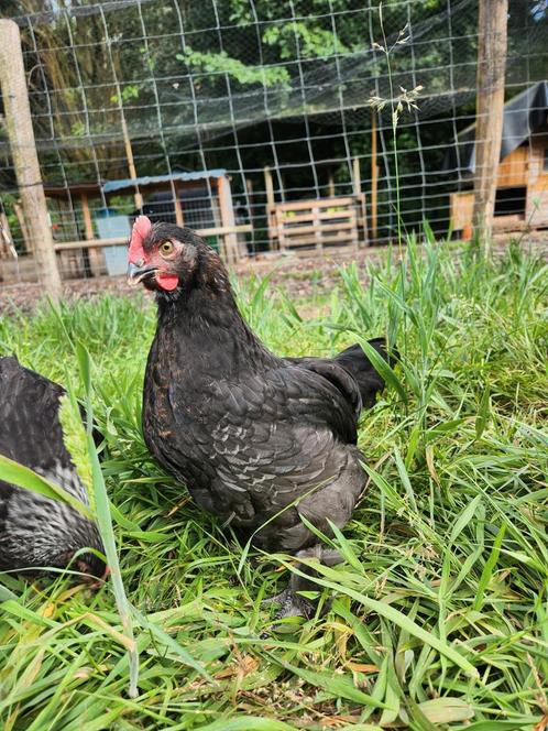 Koper marans haan van mooie fokker donkere eieren, Dieren en Toebehoren, Pluimvee