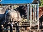 Trekpaard, Dieren en Toebehoren, Stalling en Weidegang