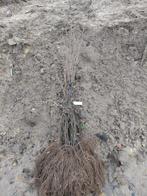 Ligustrum vulgare. Plante de haie de troènes 50/60 cm. 0,45, Jardin & Terrasse, Enlèvement ou Envoi, Troène, Haie, Moins de 100 cm