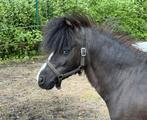 Miniatuurpaard/dekhengst/minipaardje/showhengst, Dieren en Toebehoren, Gechipt, Niet van toepassing, Hengst, 11 jaar of ouder