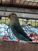 Jonge dwergpapegaai agapornid verschillende kleuren, Domestique