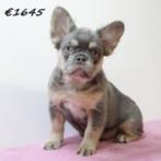 Franse Bulldog Fluffy teefje te koop, Dieren en Toebehoren, 15 weken tot 1 jaar, Buitenland, Eén hond, Overige rassen