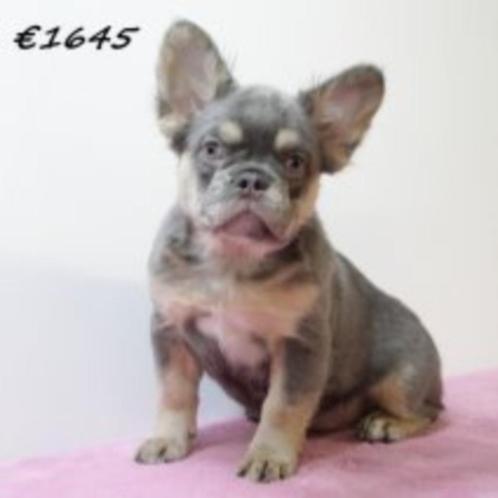 Franse Bulldog Fluffy teefje te koop, Dieren en Toebehoren, Honden | Chihuahua's en Gezelschapshonden, Teef, Overige rassen, Handelaar