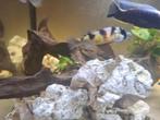 Lake victoria koppel, Dieren en Toebehoren, Vissen | Aquariumvissen