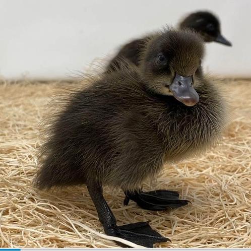 Cayuga eendjes - zeer zeldzaam, Dieren en Toebehoren, Pluimvee, Eend